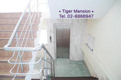 Tiger Mansion 11/17