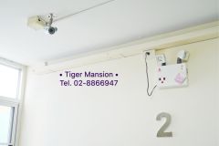 Tiger Mansion 12/17